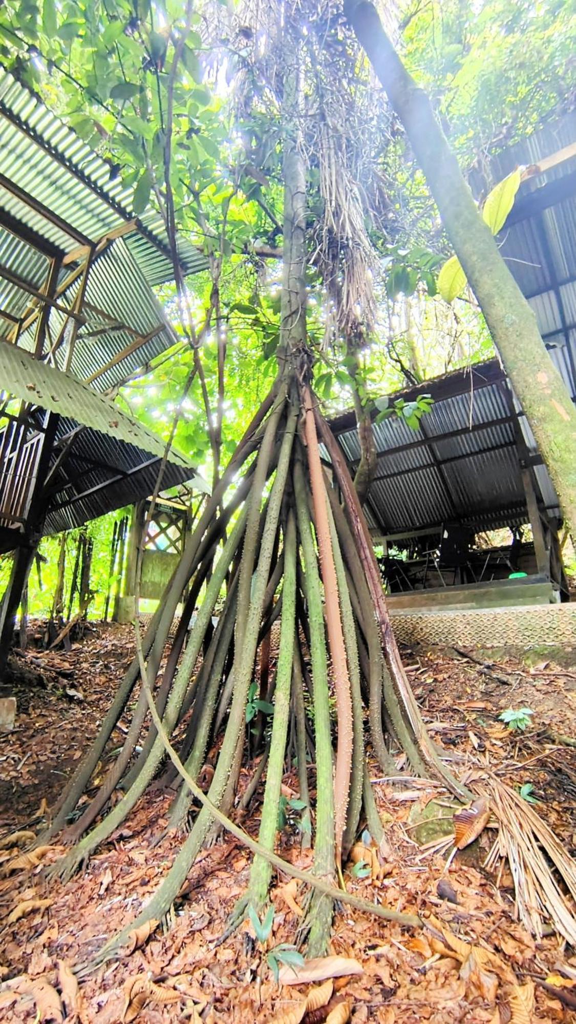 Paraiso Ayahuasca Hotel & Tours Puerto Nariño Exterior foto